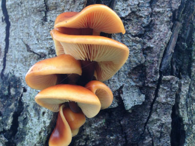 Flammulina velutipes mushrooms