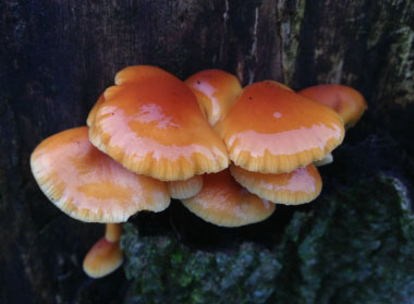 Flammulina velutipes