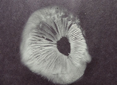 velvet shank spore print