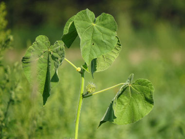 Abutilon theophrasti