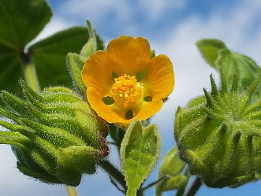 velvetleaf flower