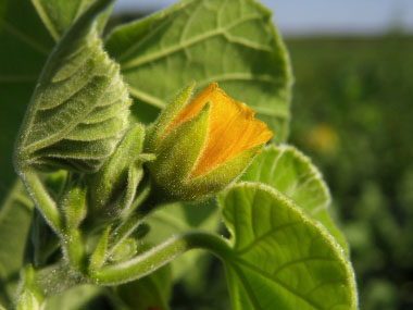 velvetleaf flowerbud