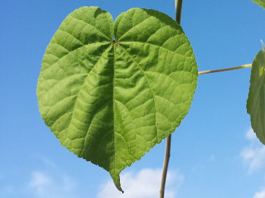 velvetleaf leaf