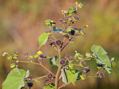 velvetleaf plant