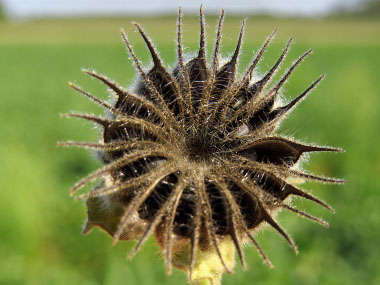 velvetleaf seed