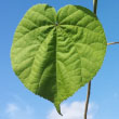 Velvetleaf