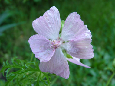 vervain flower image