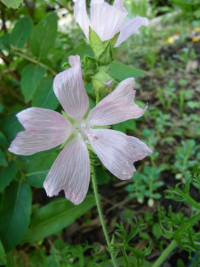 vervain mallow flower