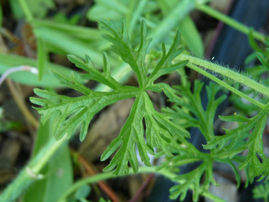 vervain mallow leaf