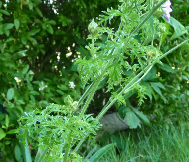 vervain mallow stem