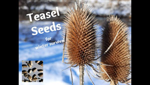 Winter Foraging for Teasel Seeds