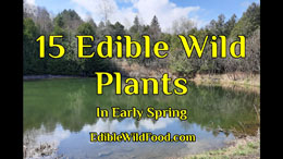 15 Edible Wild Plants in Early Spring