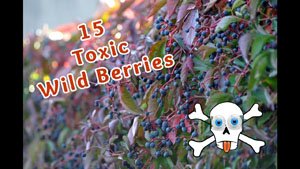 15 Toxic Berries