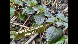 3 Wild Edibles in March - Spring Foraging