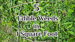 5 Edible Weeds in 1 Square Foot