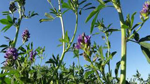Alfalfa: A Wild Edible Plant