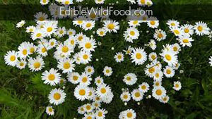 Beginner Tips for Learning Plant Identification