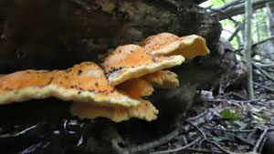 Chicken of the Woods Identification