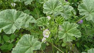 Identifying Common Mallow