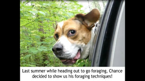 Curbside Foraging: Chance's Way!
