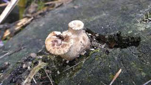 Dryad's Saddle