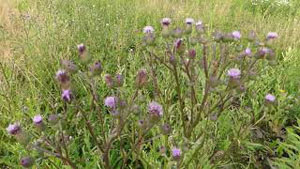 Edible Canada Thistle (aka Creeping Thistle)