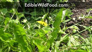 Edible Garden Weeds