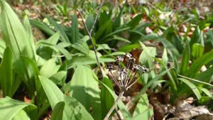 Edible Spring Forest Growth