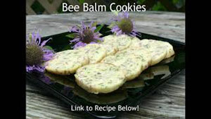 Edible and Medicinal Bee Balm