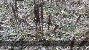 Fiddlehead Hunting Part One