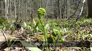Fiddlehead Hunting Part Two