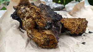 Finding Chaga