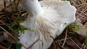 Flowery Blewit identification
