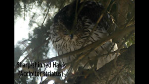 Hawk Feeding in My Front Yard 10 Feet Away!