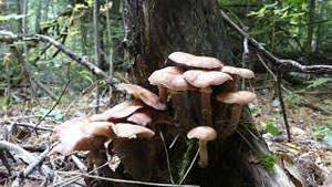 Honey Mushroom and Pholiata squarrosa Comparison