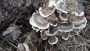 How To ID Turkey Tails