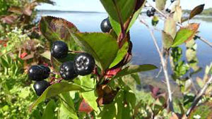 How to Identify Black Chokeberries