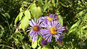 How to Identify New England Aster