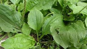 How to Identify Plantain - Broadleaf and Rugel's