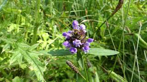 How to Identify Selfheal