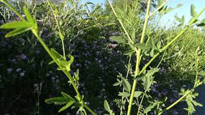 How to Identify Sweet White Clover