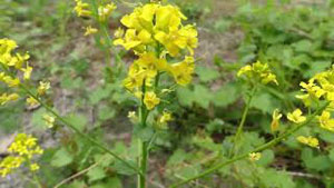 How to Identify Wintercress