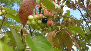 Identifying Edible Nannyberries