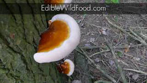 Identifying Reishi