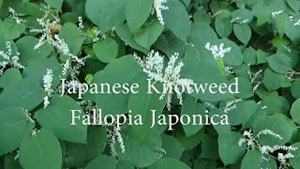 Japanese Knotweed Management - Eat It!