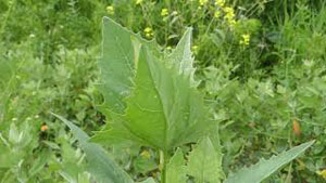 Lambs Quarters and Friends