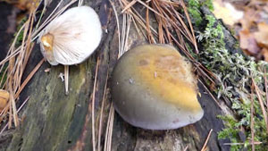 Late Fall Oyster, Autumn Fungi Foraging