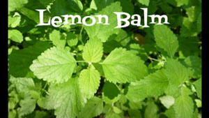 Lemon Balm Grows Wild