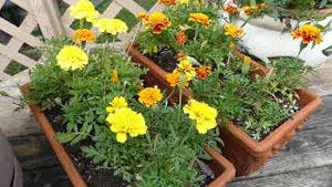 Marigold Flowers for Eye Health