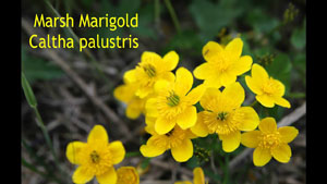 Marsh Marigold - Edible ONLY When Cooked!